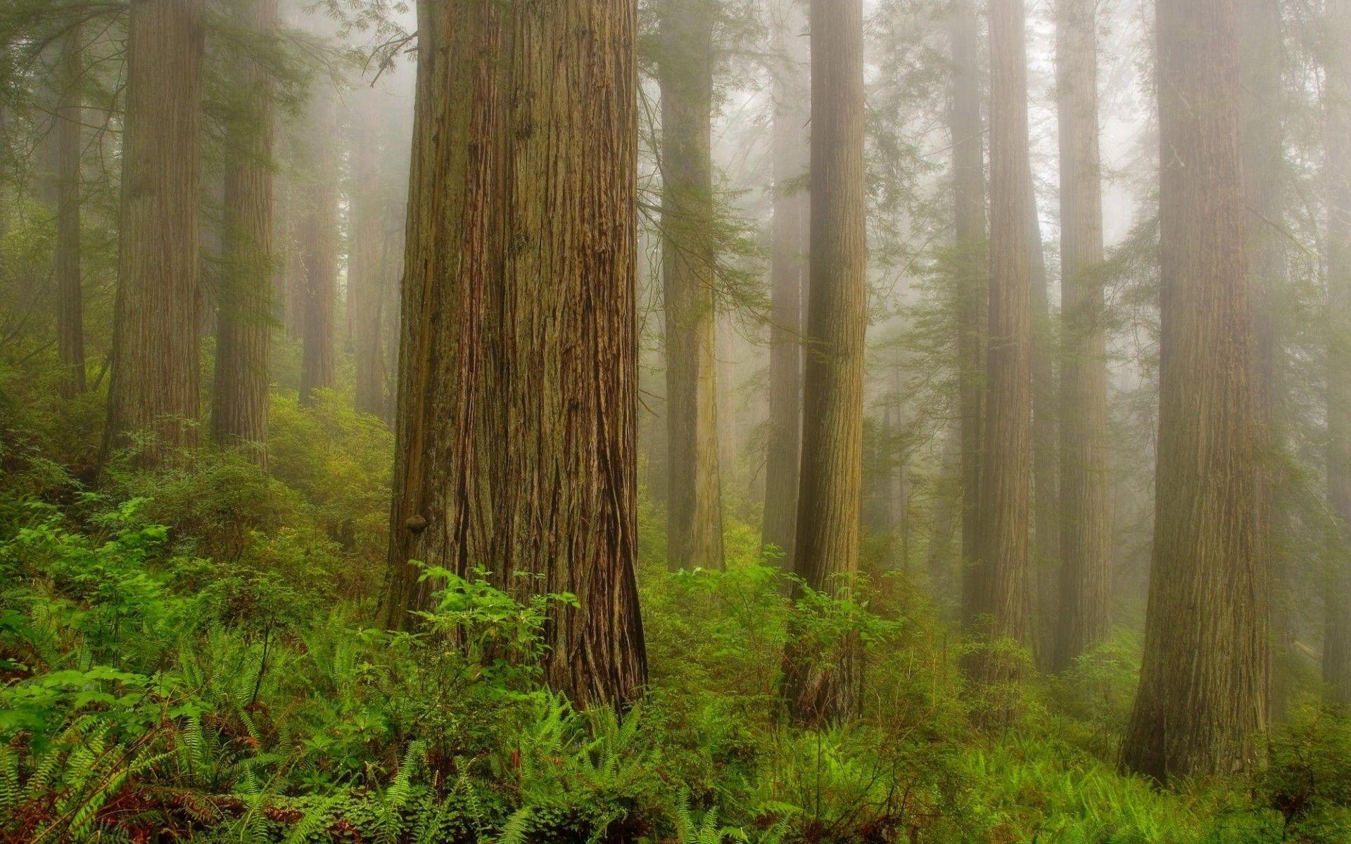 Redwood Forest 4K Wallpapers