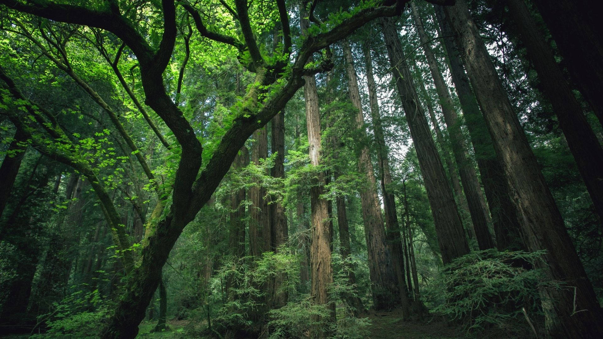 Redwood Forest 4K Wallpapers