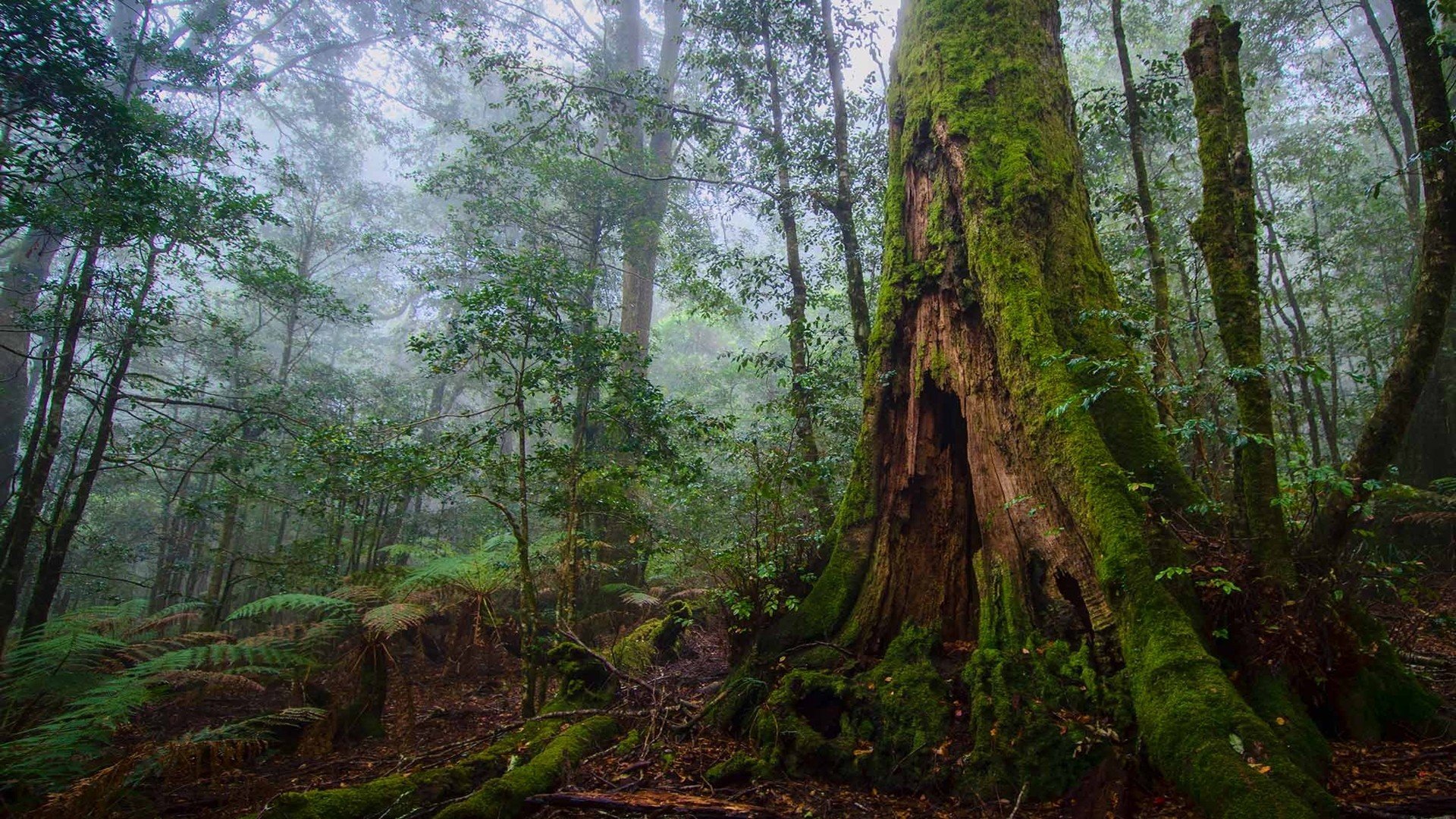 Redwood Forest 4K Wallpapers