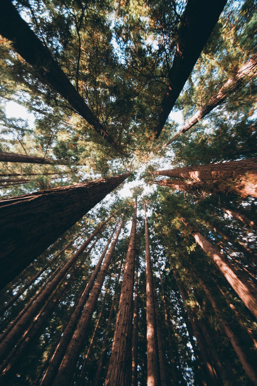 Redwood Forest 4K Wallpapers