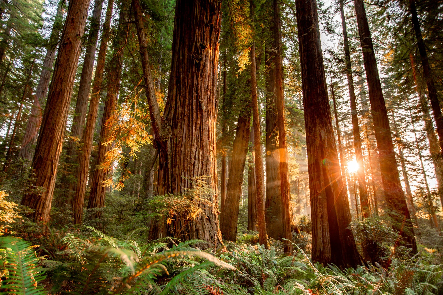 Redwood Forest 4K Wallpapers