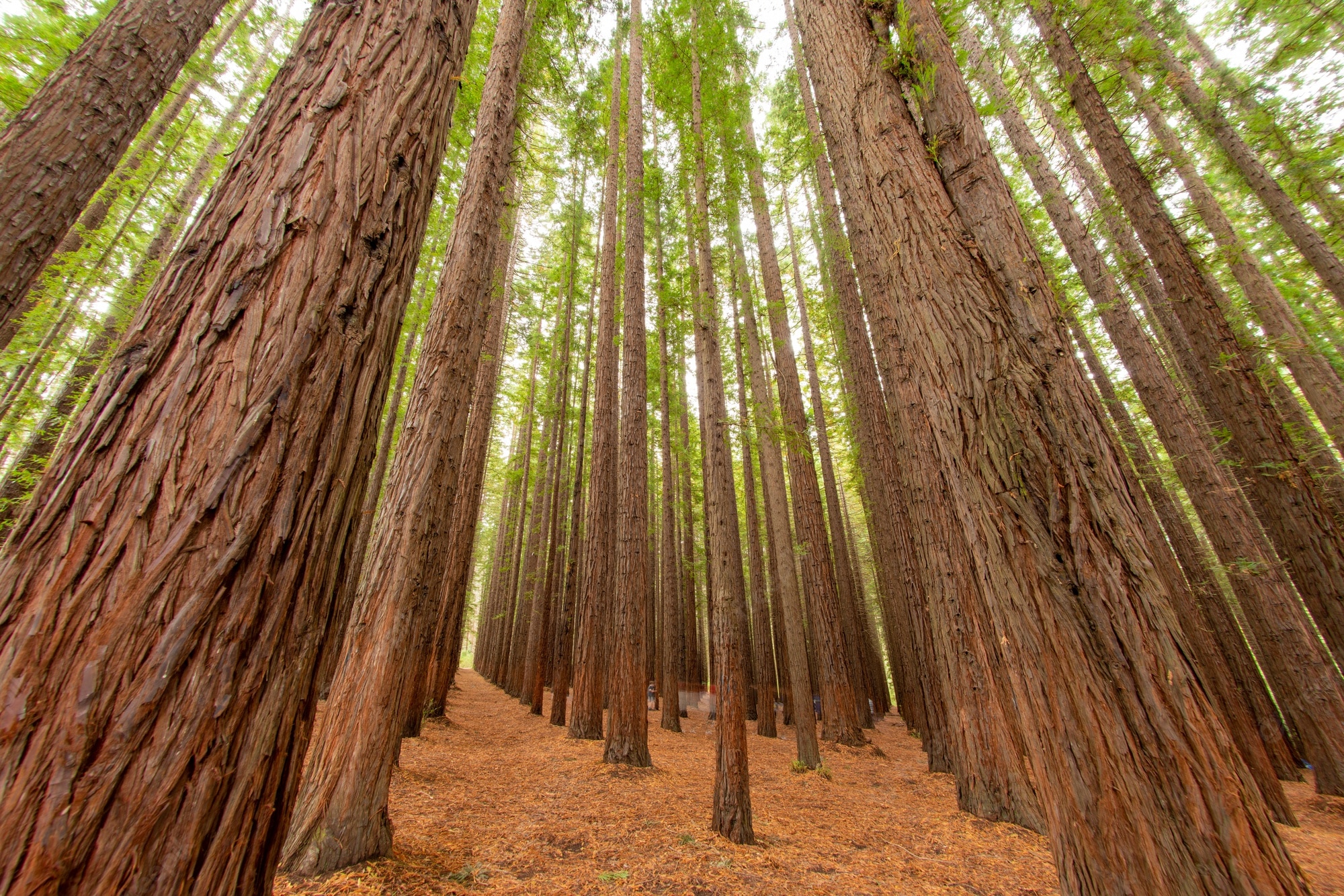 Redwood Forest 4K Wallpapers