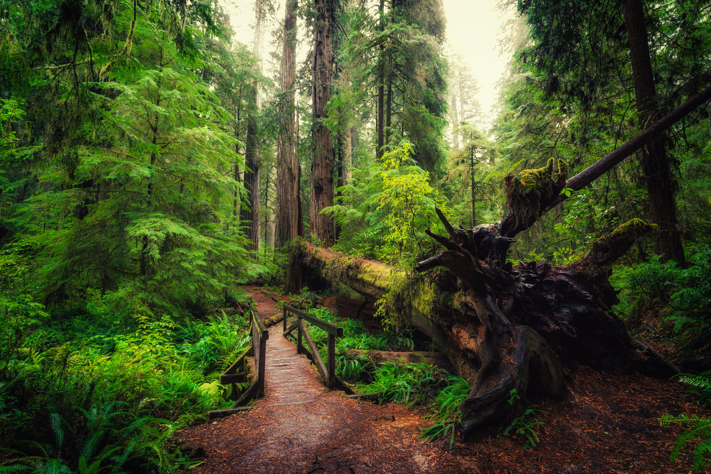 Redwood Forest 4K Wallpapers