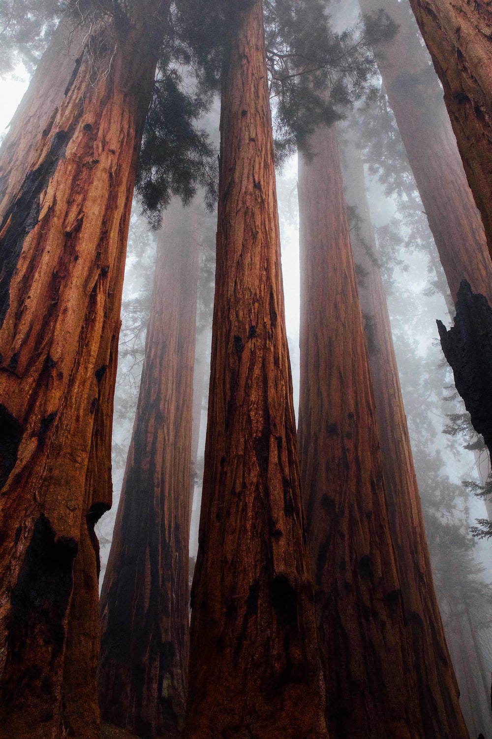 Redwood Tree Wallpapers