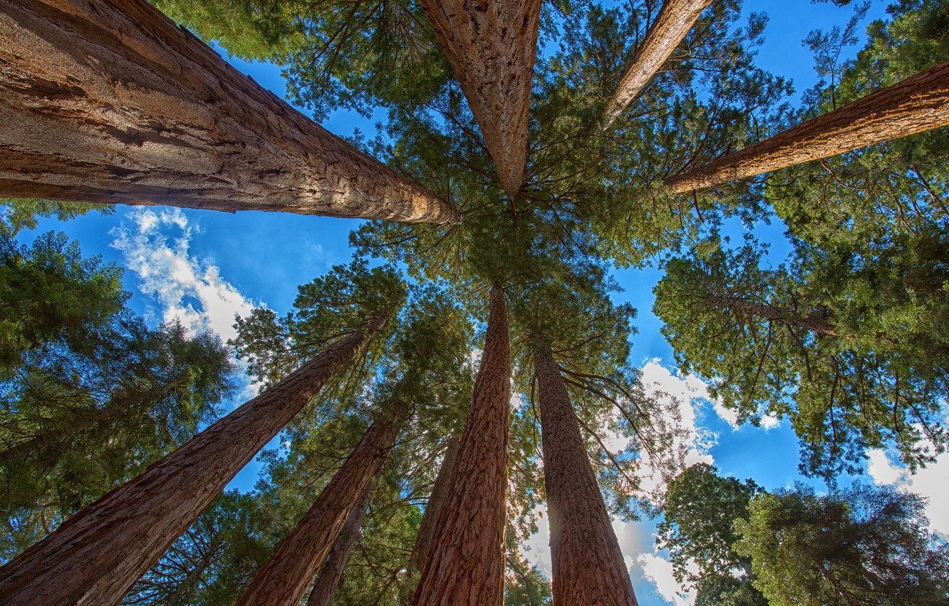 Redwood Tree Wallpapers