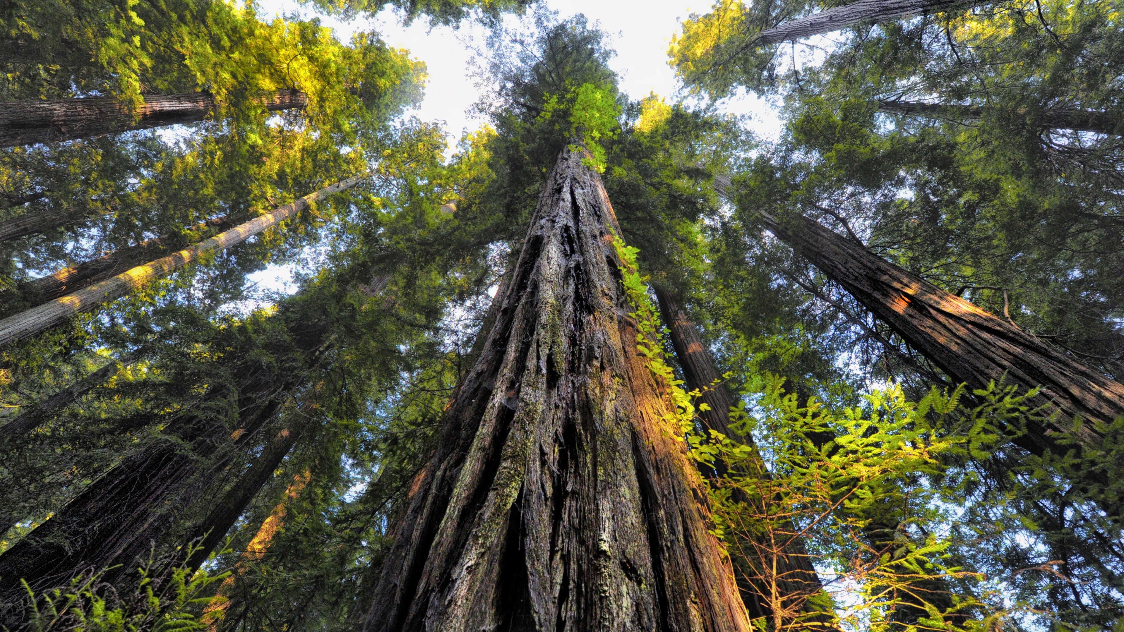 Redwood Tree Wallpapers