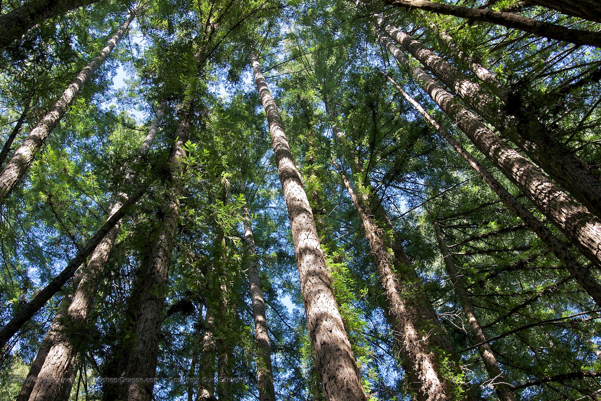 Redwood Tree Wallpapers