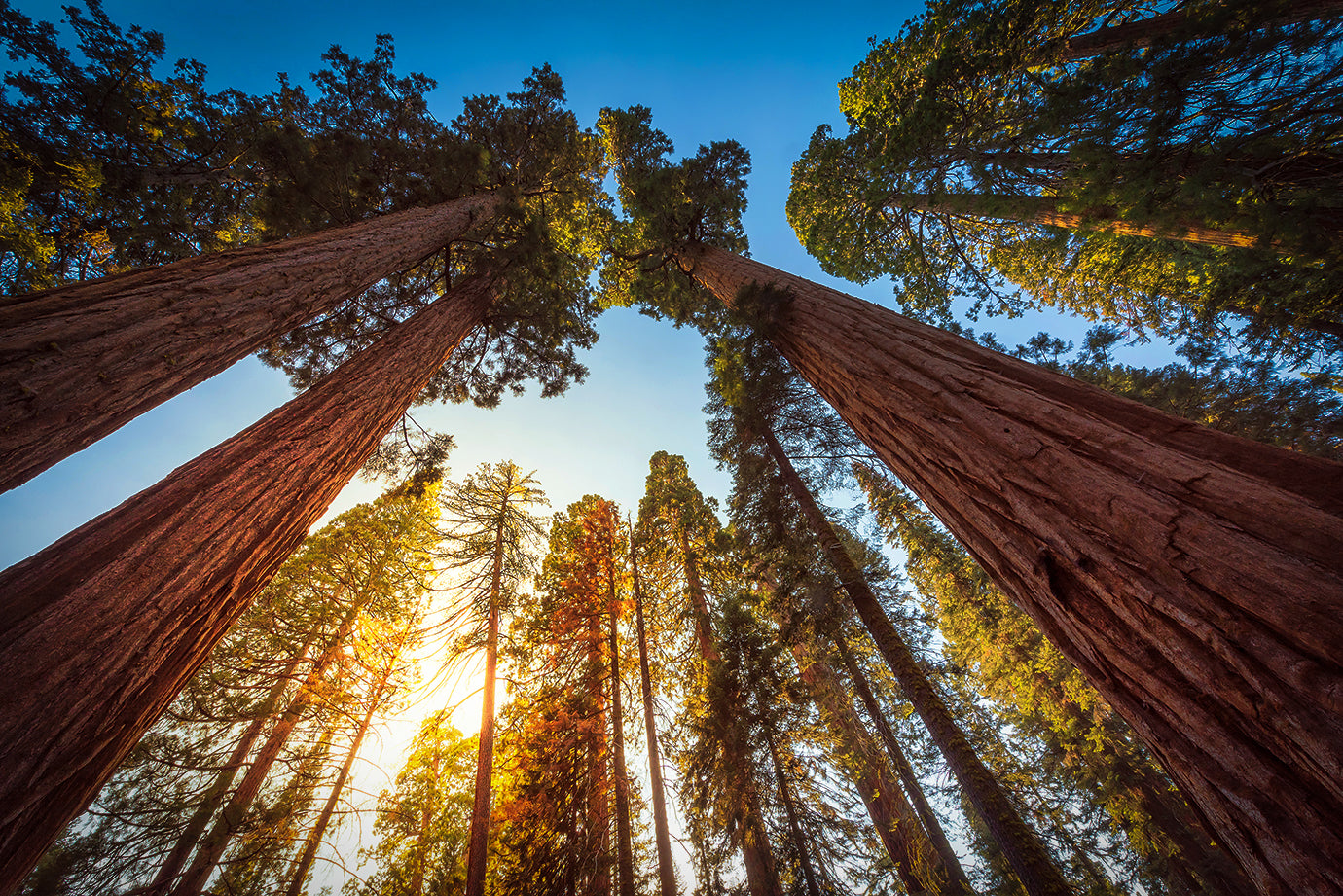 Redwood Tree Wallpapers