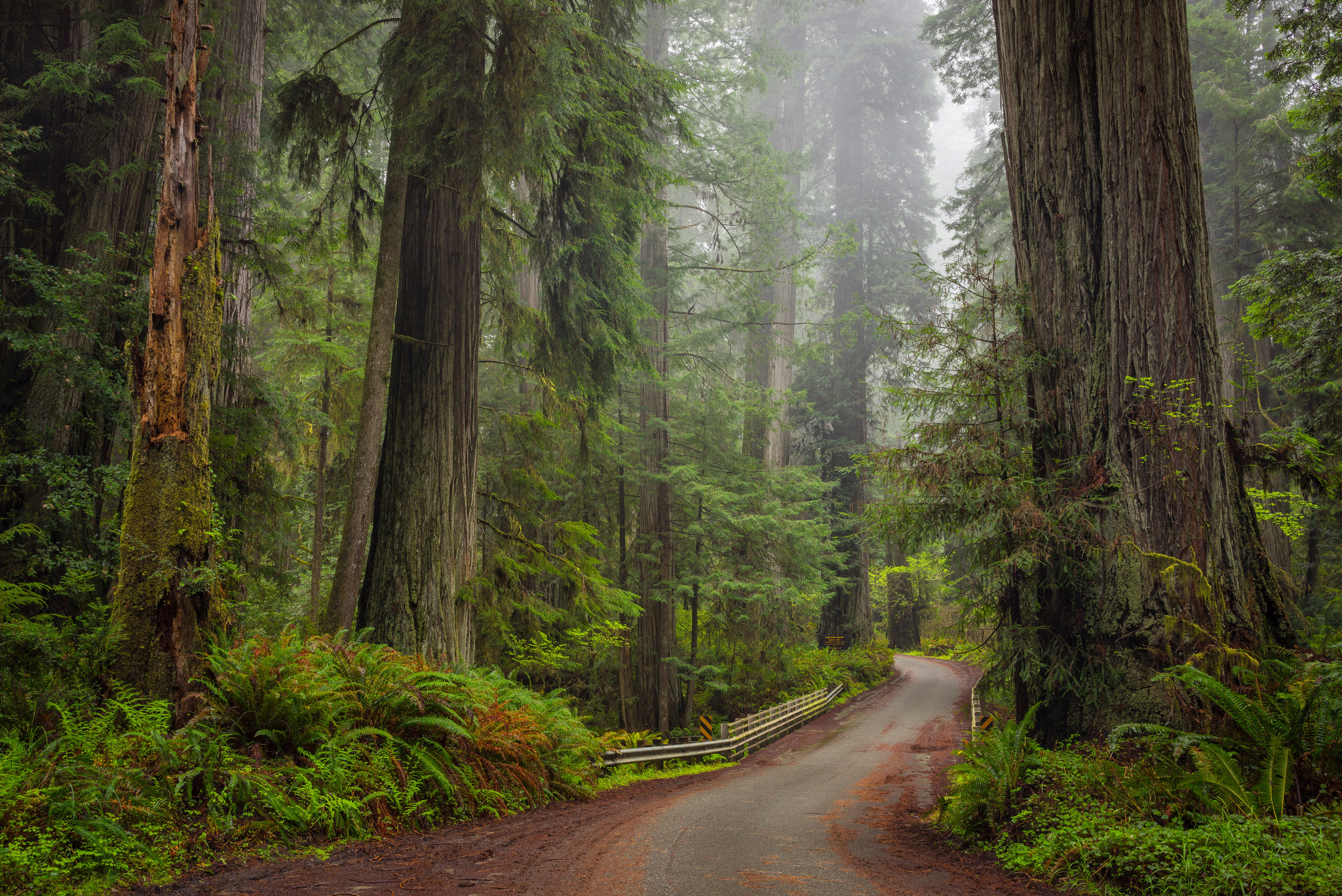 Redwood Tree Wallpapers