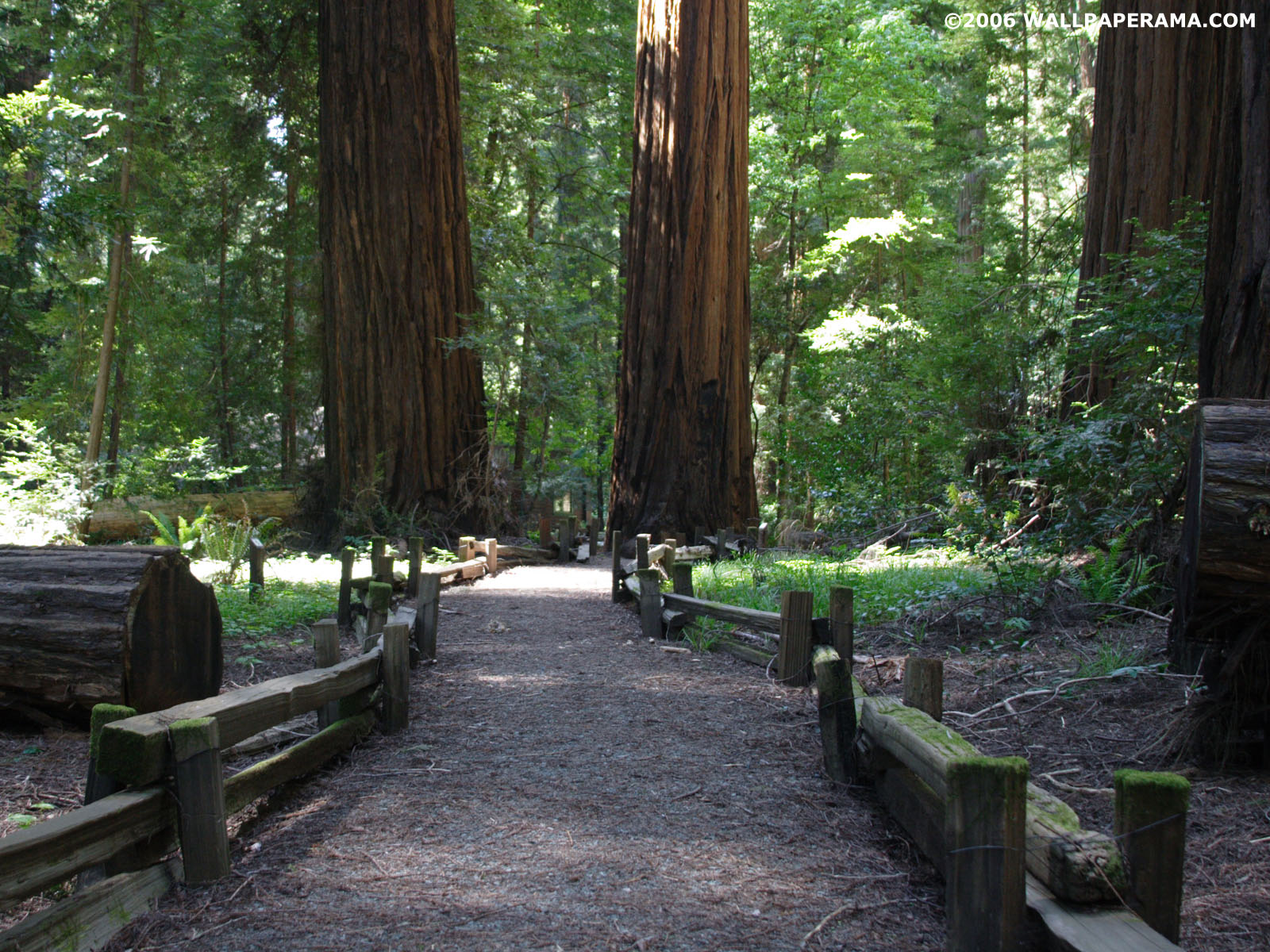 Redwood Tree Wallpapers