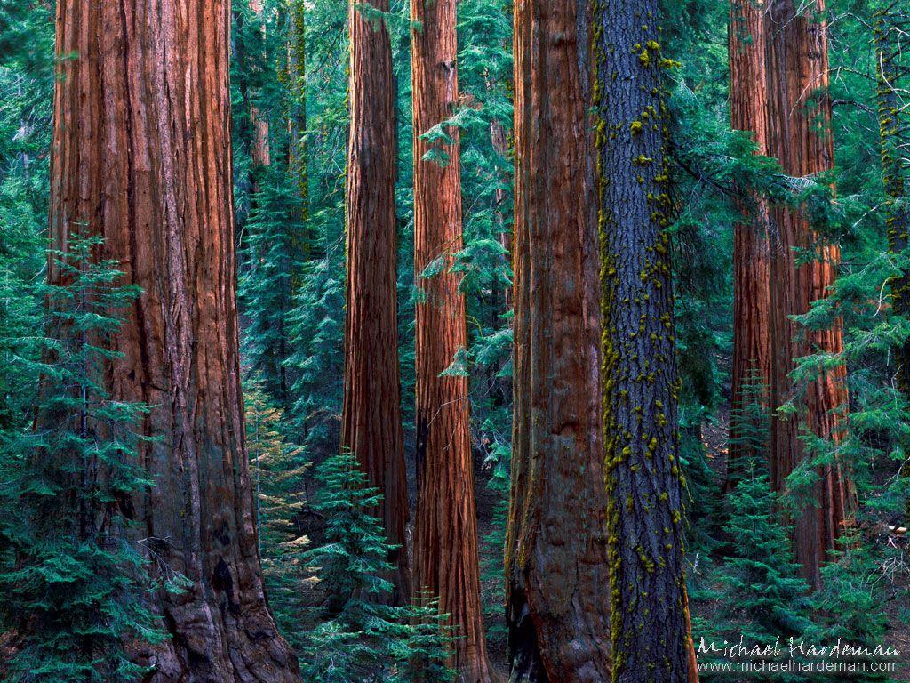 Redwood Tree Wallpapers