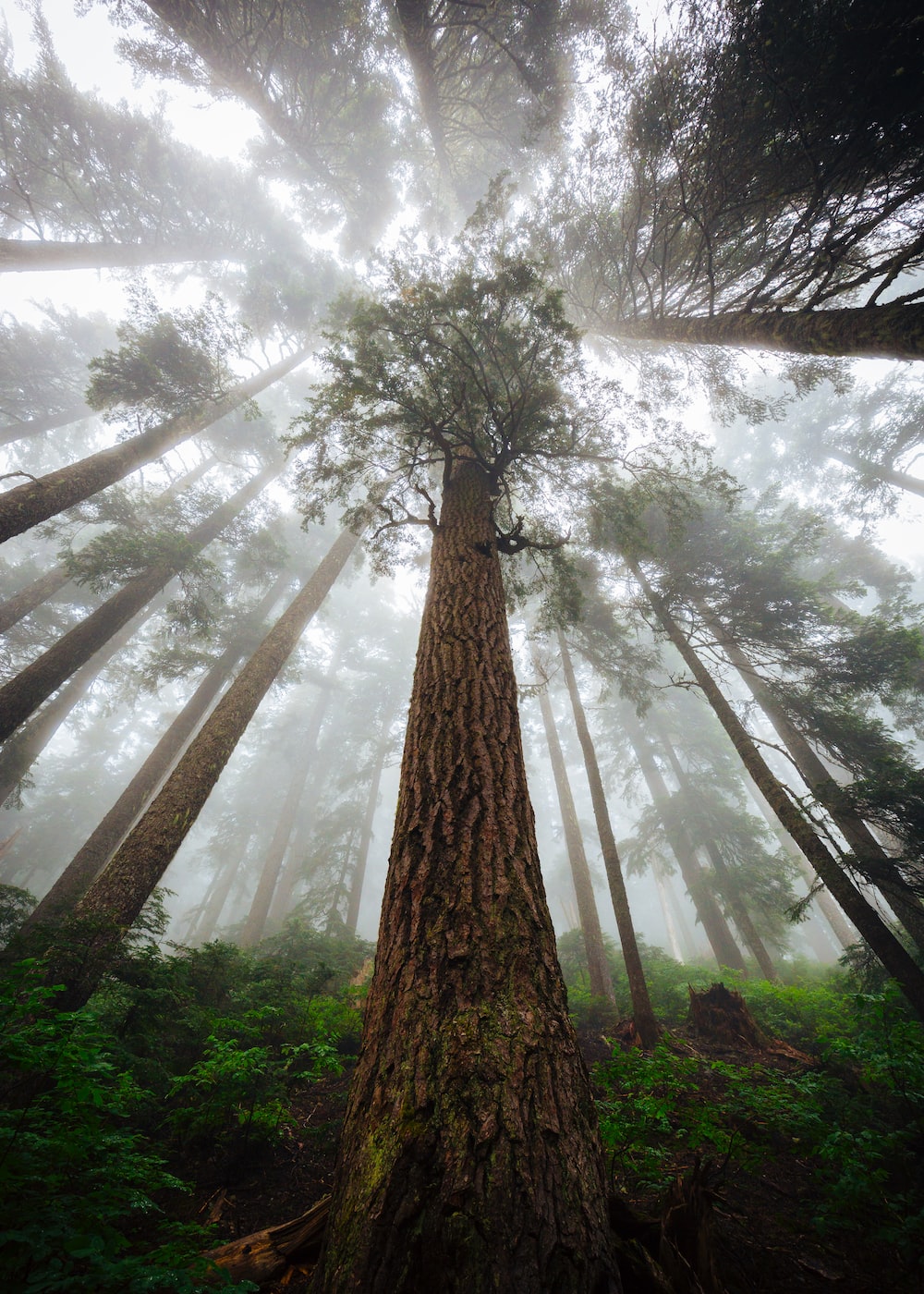 Redwood Tree Wallpapers