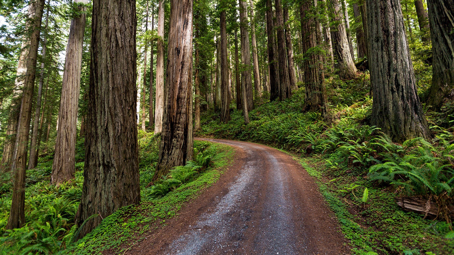 Redwood Tree Wallpapers