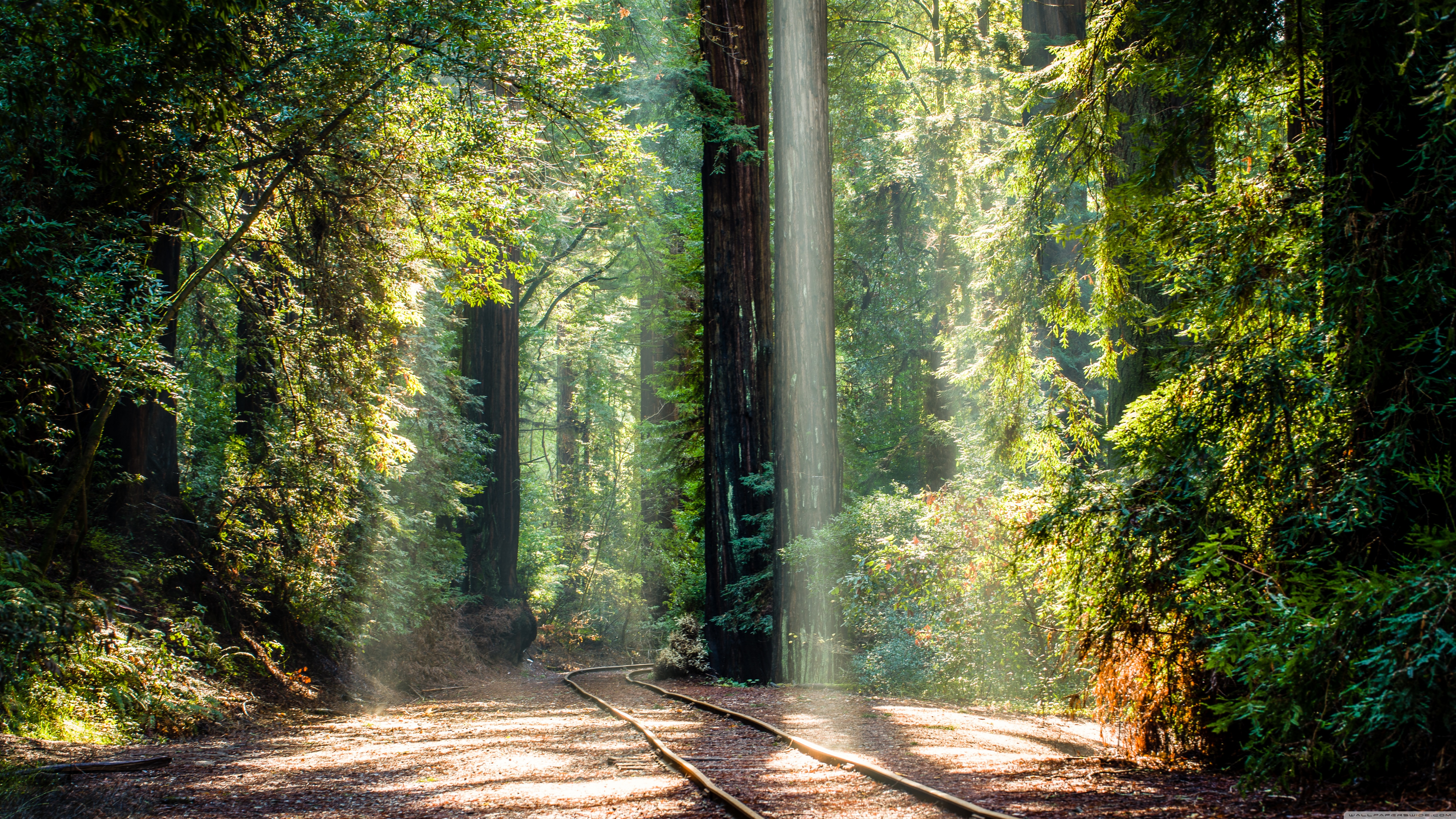 Redwood Tree Wallpapers