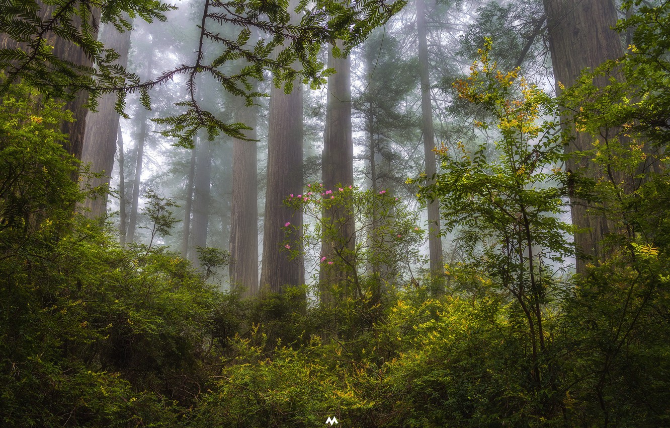 Redwood Tree Wallpapers