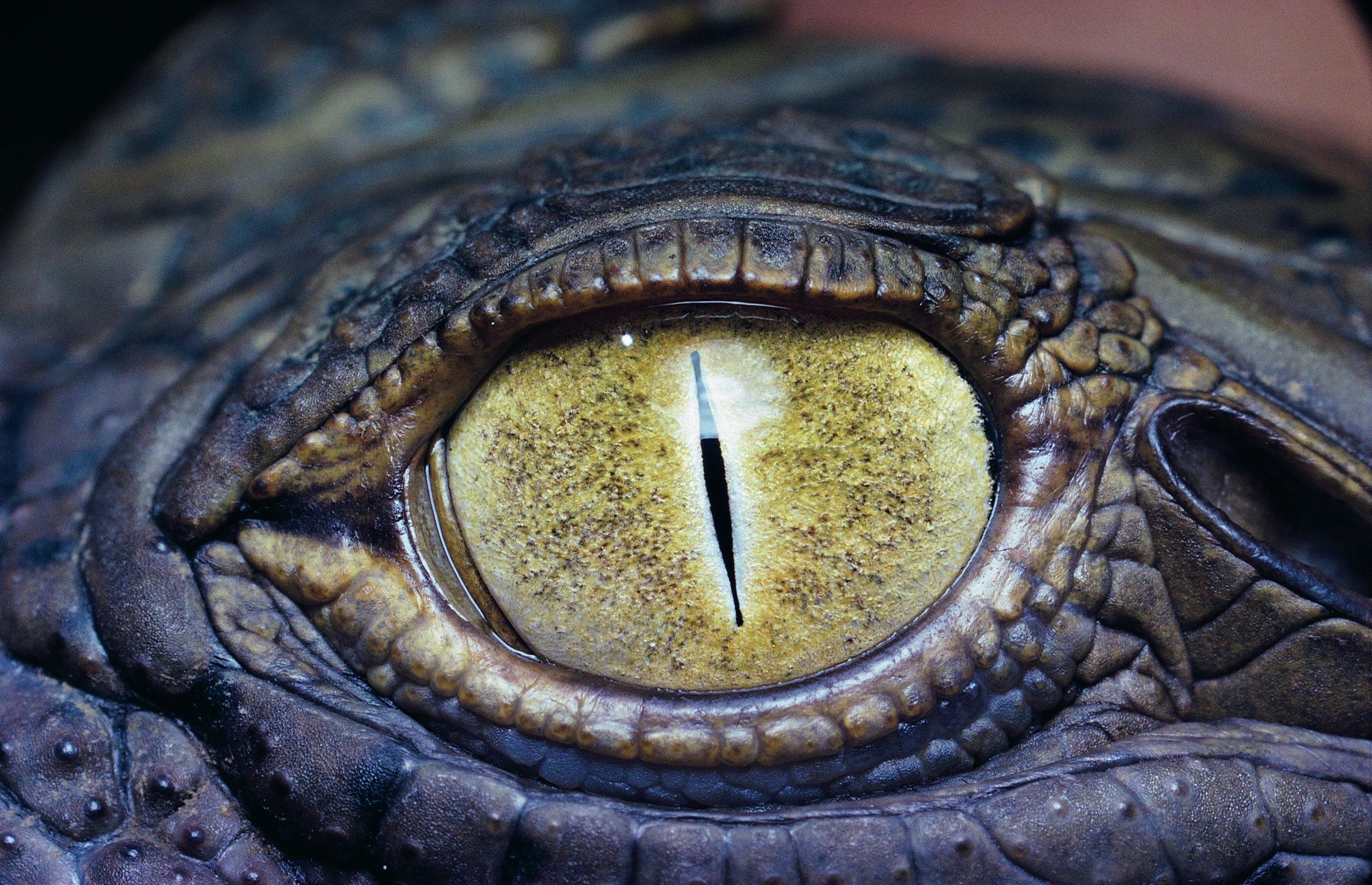 Reptile Eye Texture Wallpapers