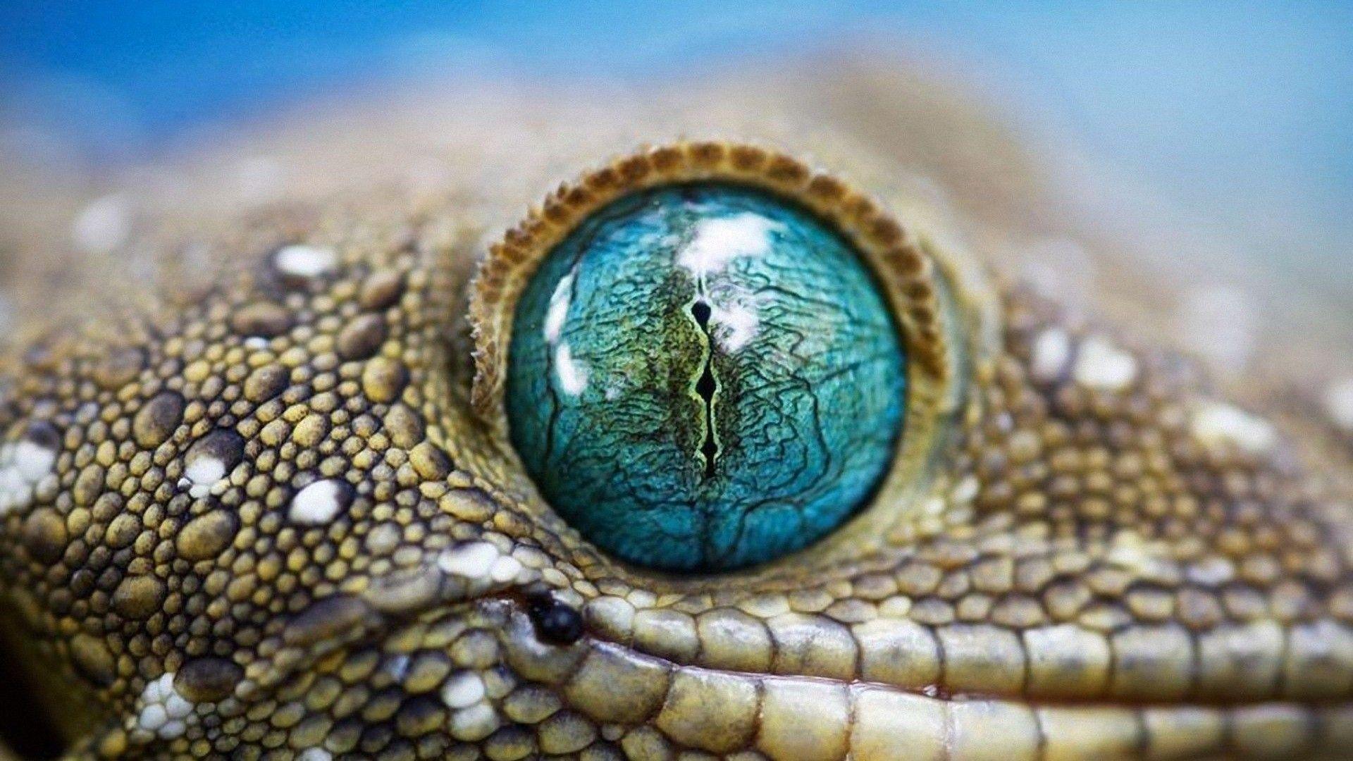 Reptile Eye Texture Wallpapers