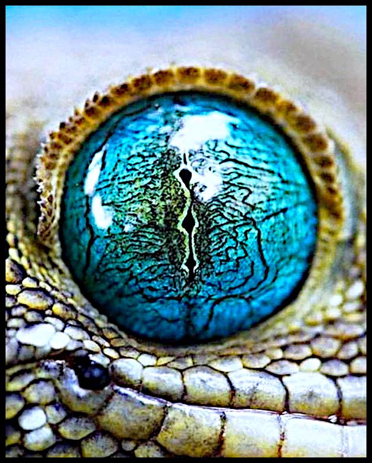 Reptile Eye Texture Wallpapers