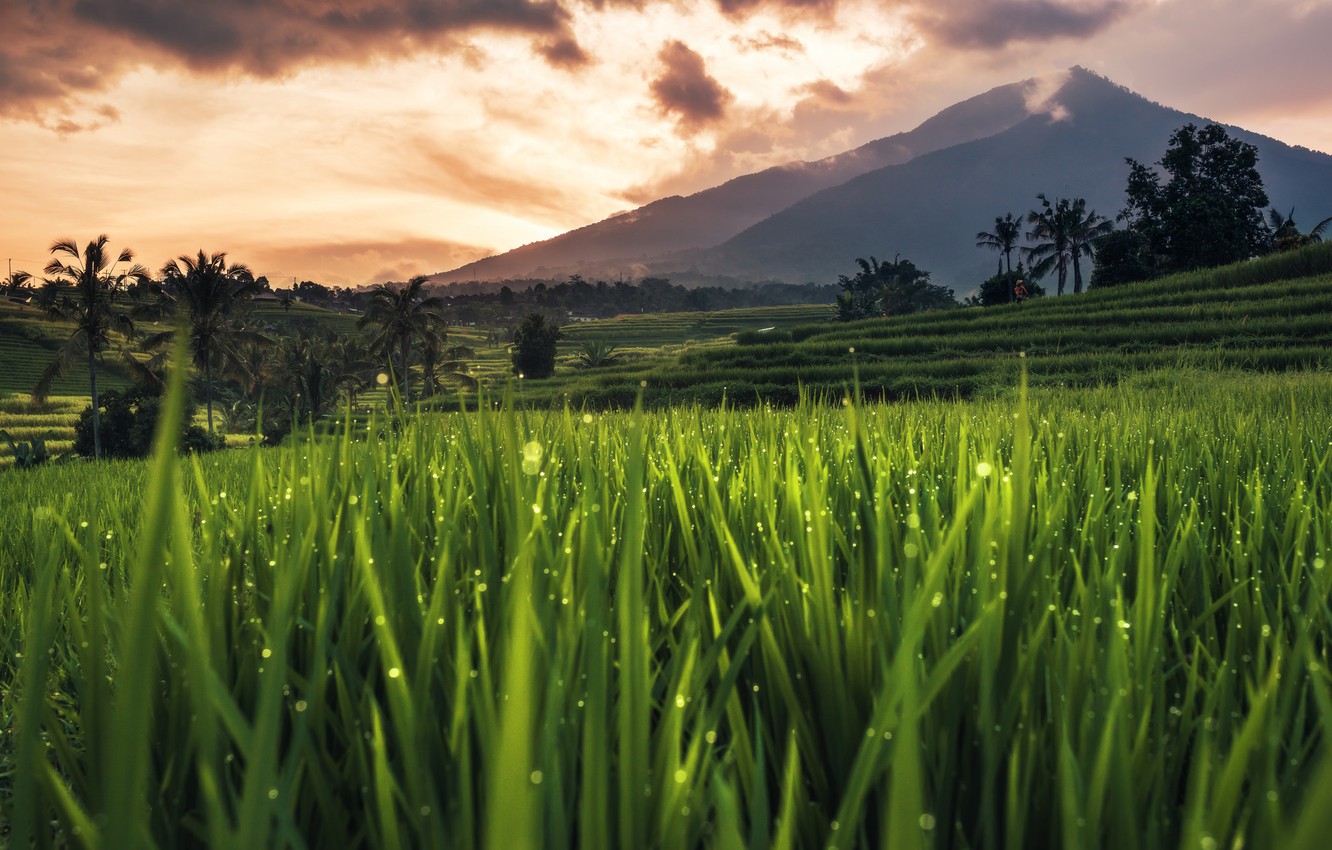 Rice Field Wallpapers