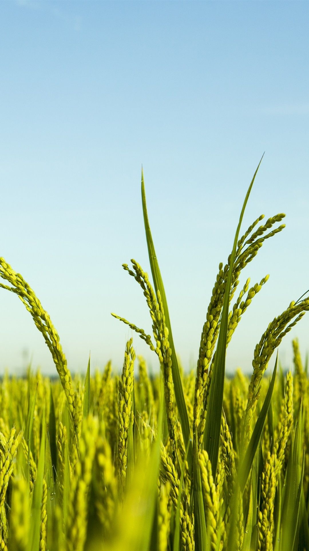 Rice Field Wallpapers