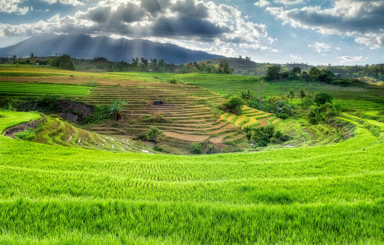 Rice Field Wallpapers