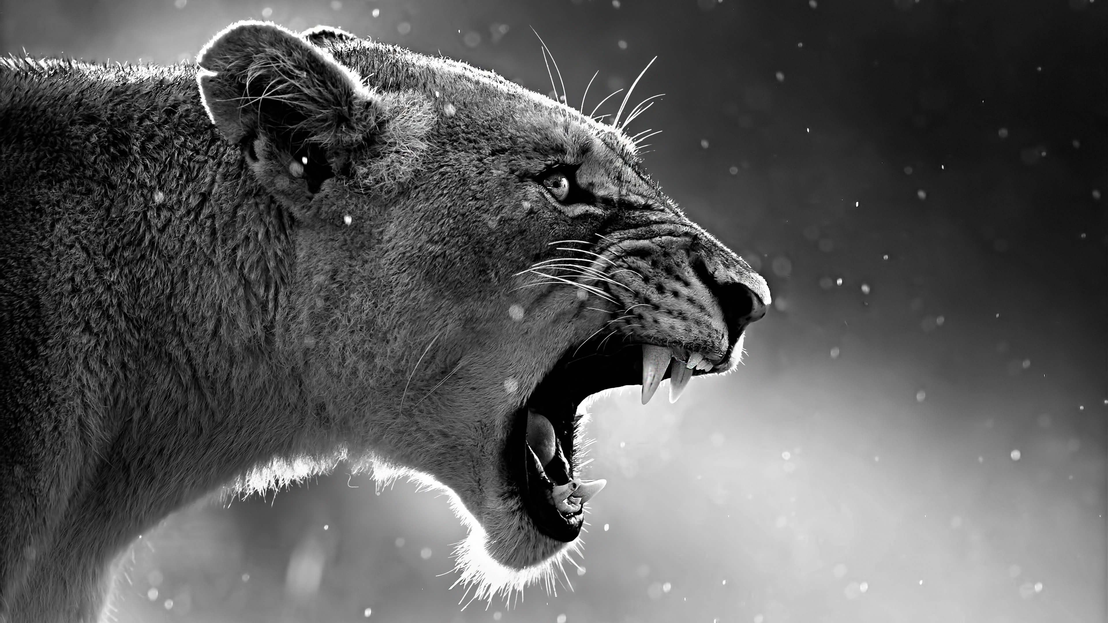 Roaring Lion Wallpapers