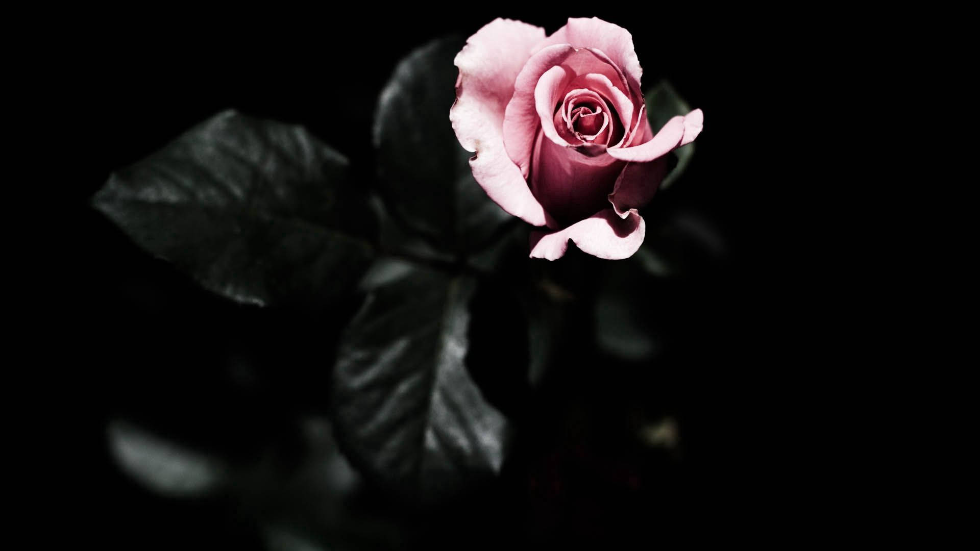 Rose Computer Wallpapers