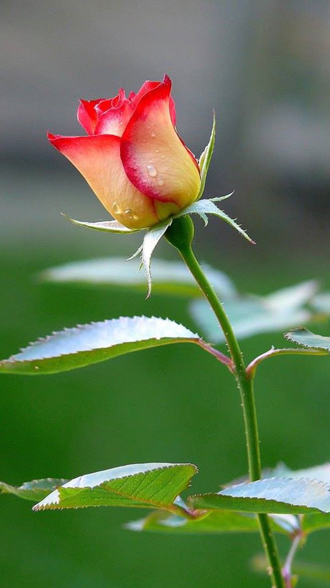 Rose Flower Hd Wallpapers