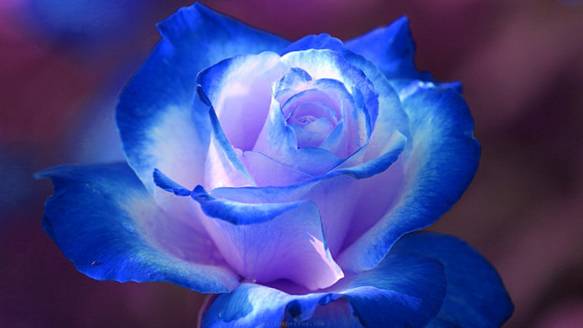 Rose Flower Hd Wallpapers