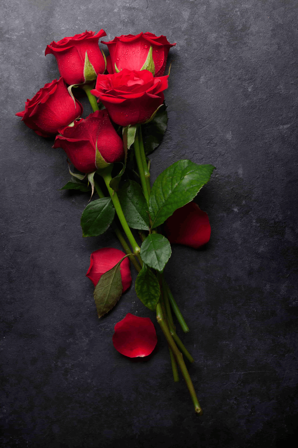 Rose Flower Hd Wallpapers