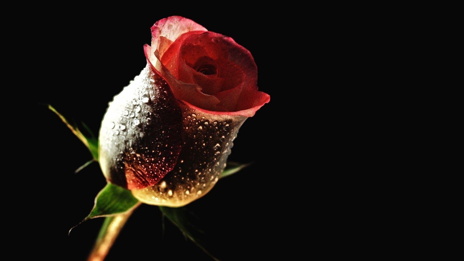 Rose Flower Hd Wallpapers