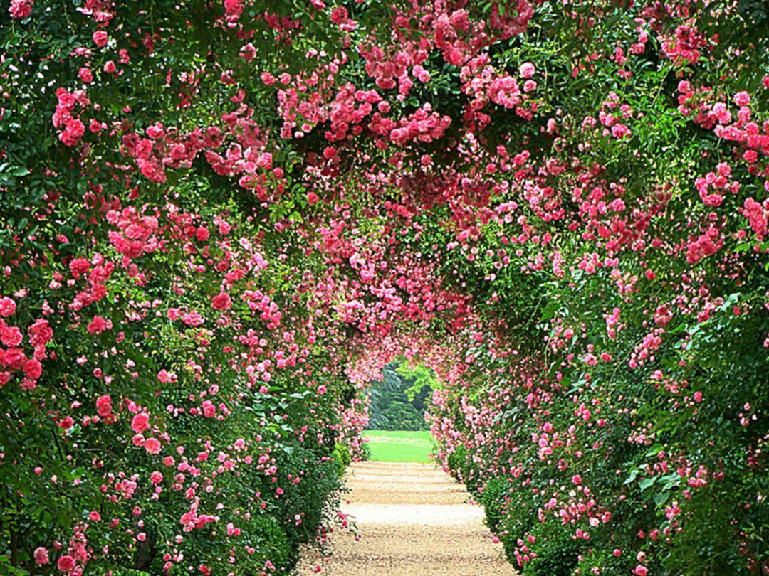 Rose Garden Wallpapers