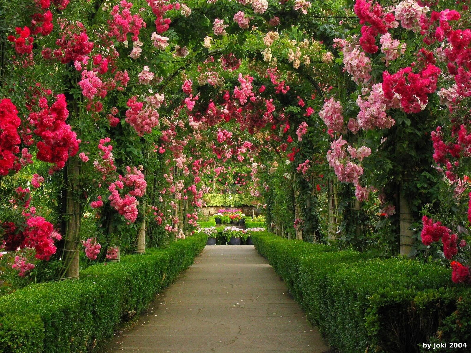 Rose Garden Wallpapers