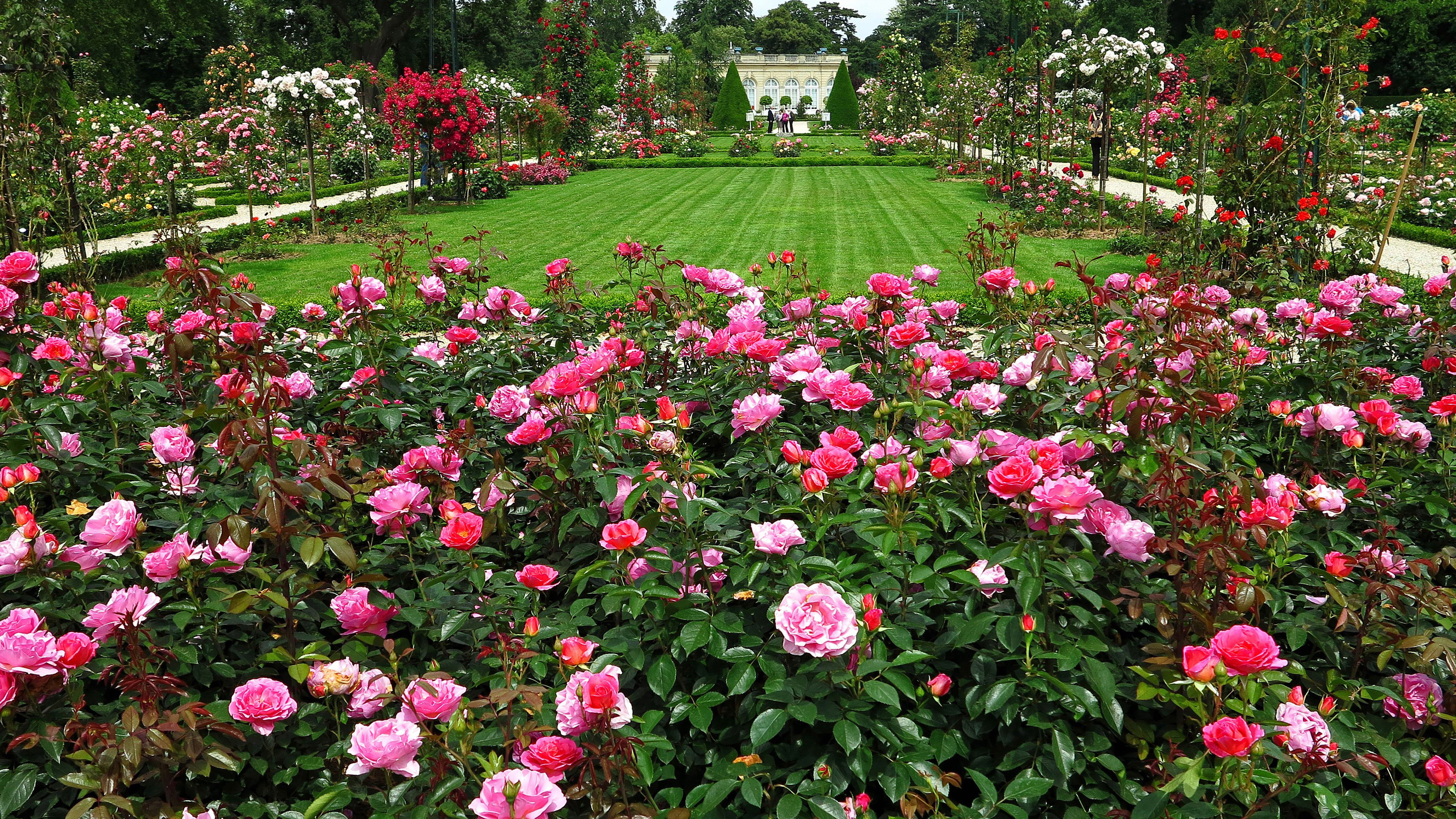 Rose Garden Wallpapers