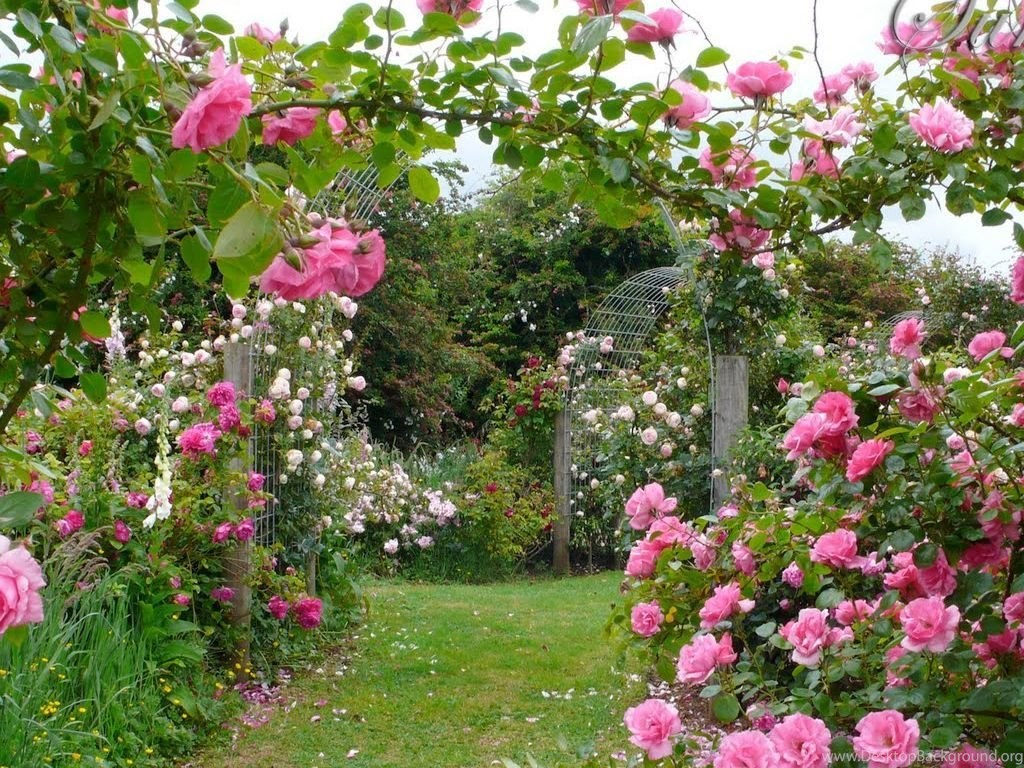 Rose Garden Wallpapers