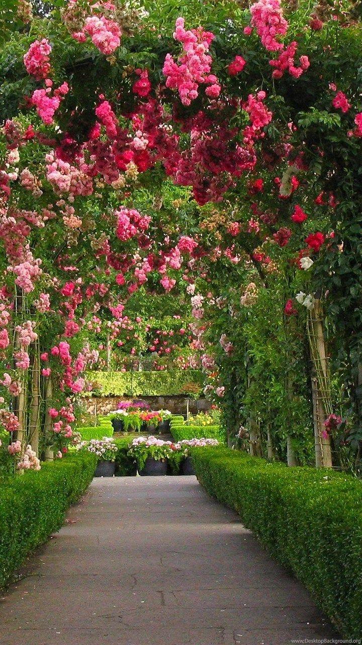 Rose Garden Wallpapers