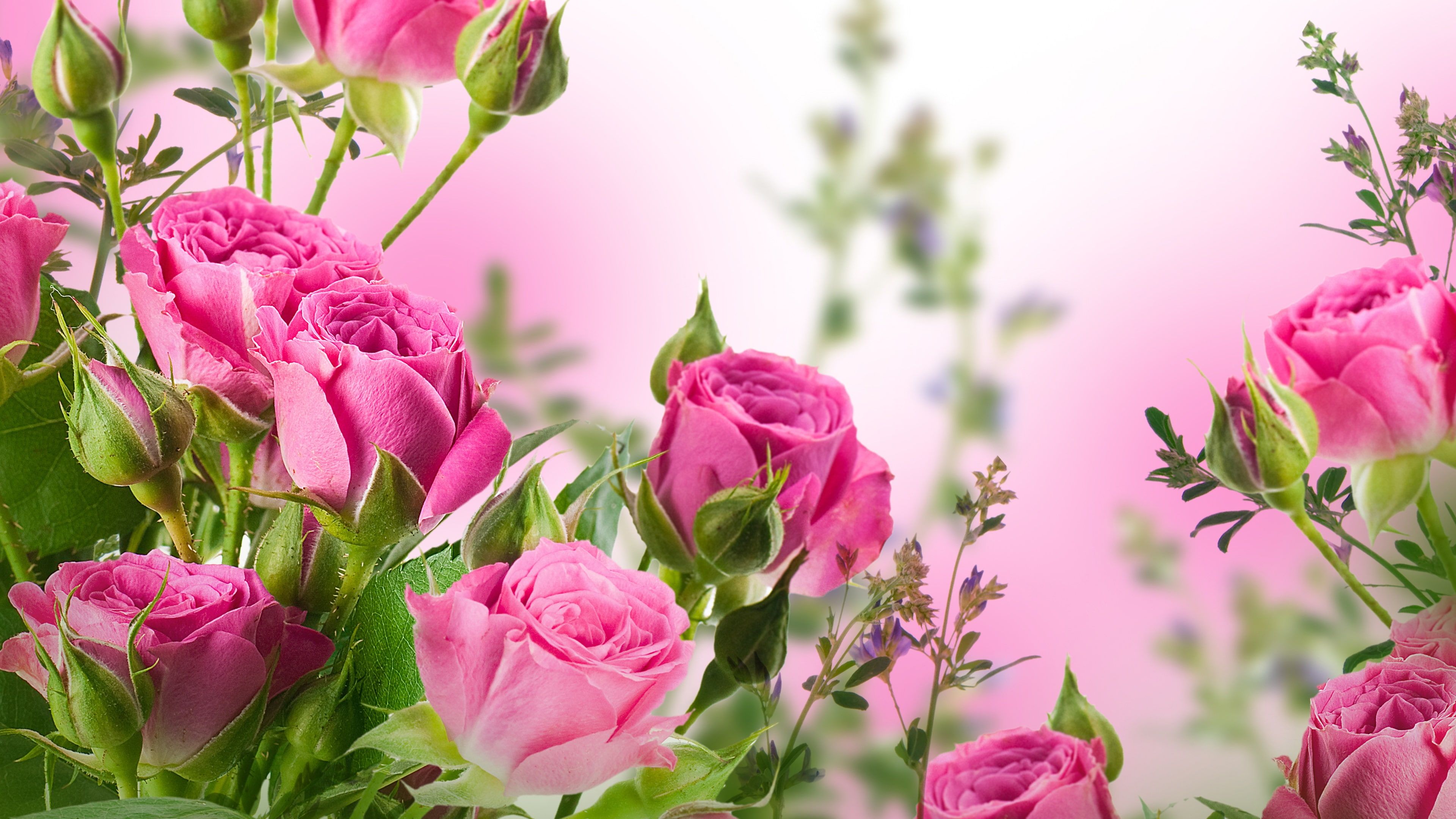 Rose Gardens Wallpapers