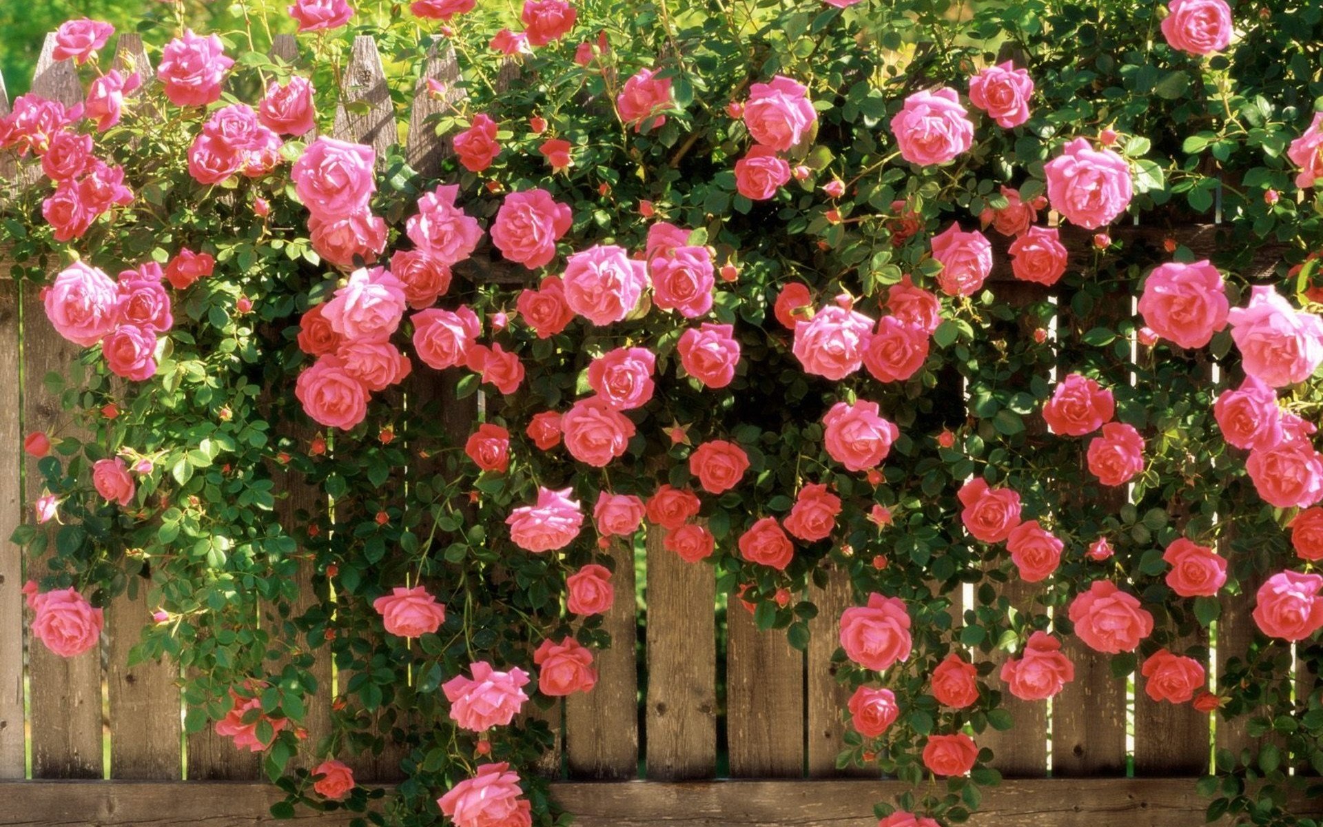 Rose Gardens Wallpapers