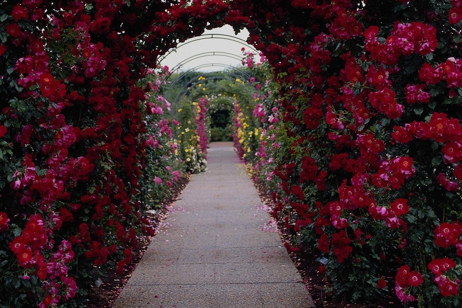 Rose Gardens Wallpapers