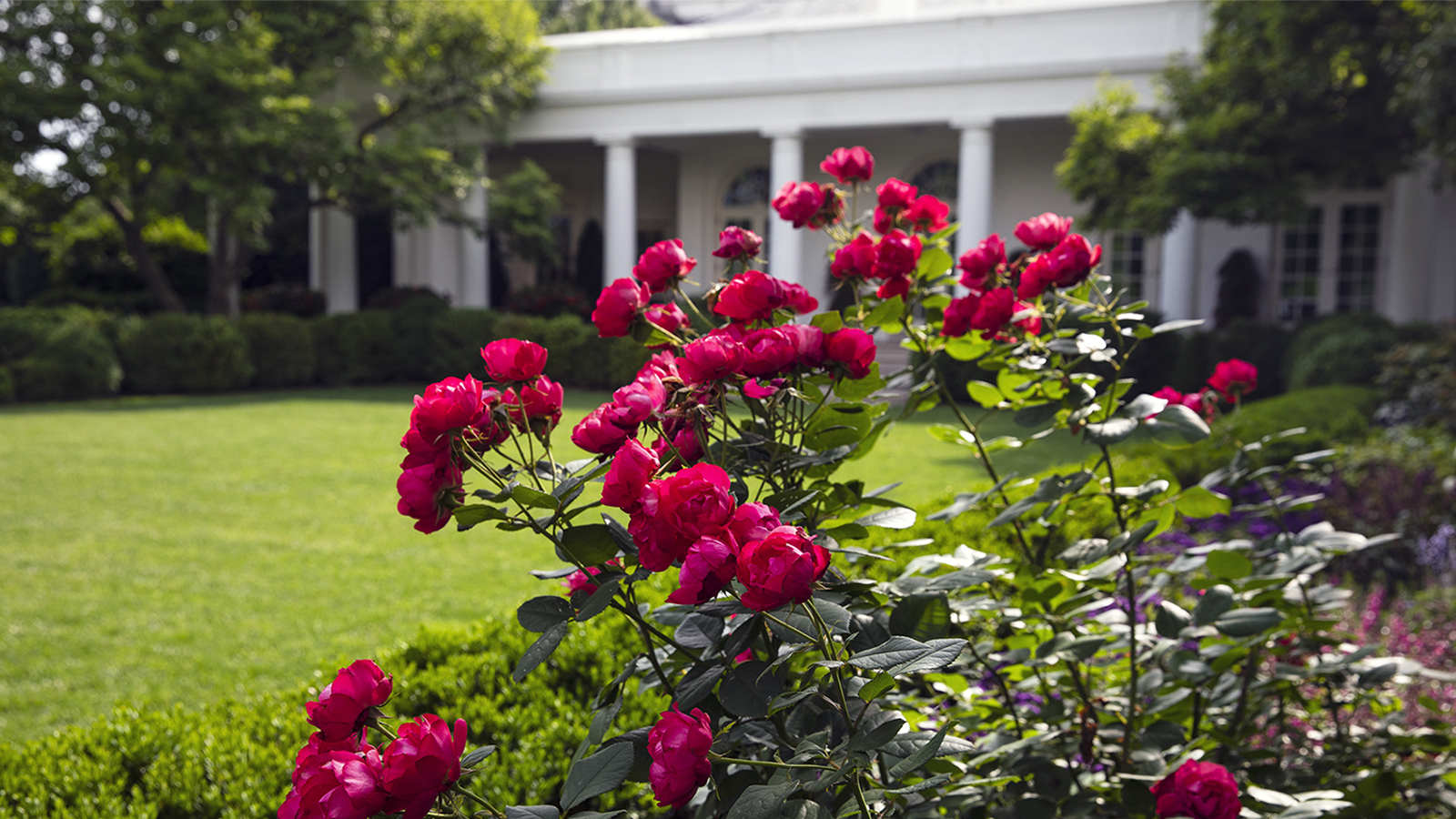 Rose Gardens Wallpapers