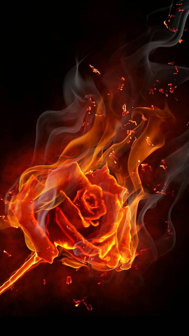 Rose On Fire Wallpapers