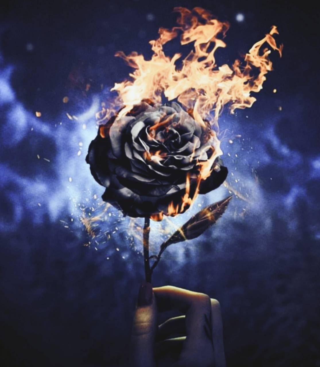 Rose On Fire Wallpapers