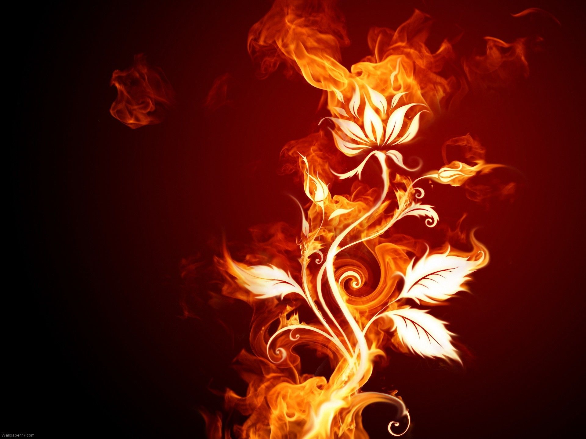 Rose On Fire Wallpapers