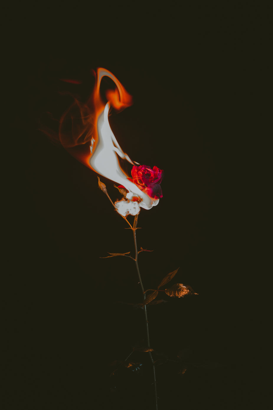 Rose On Fire Wallpapers