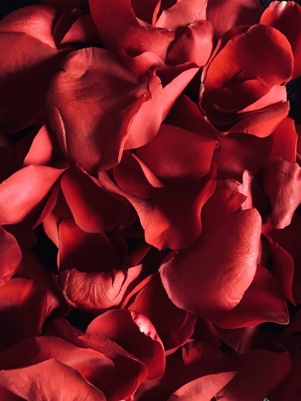 Rose Petals Wallpapers