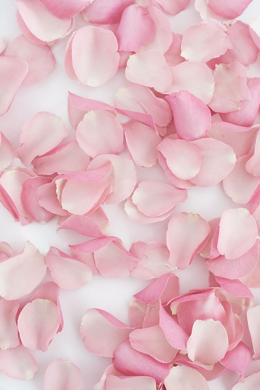 Rose Petals Wallpapers