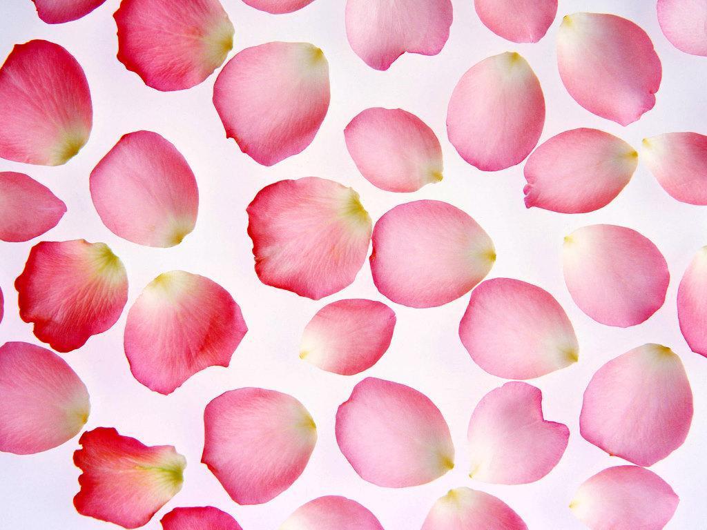 Rose Petals Wallpapers