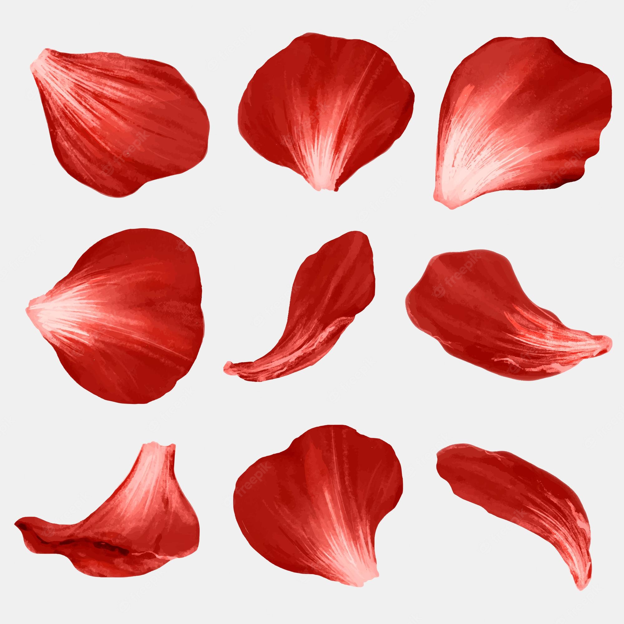 Rose Petals Wallpapers