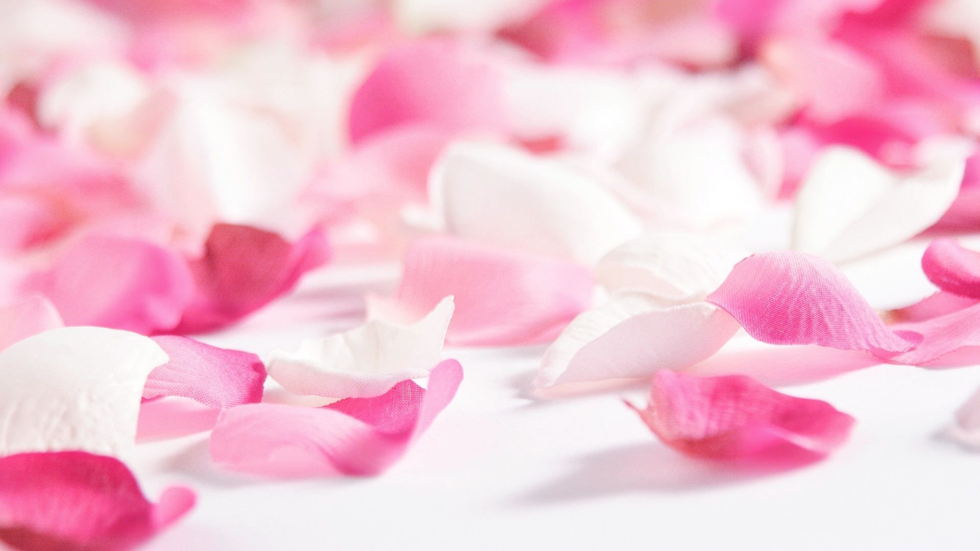 Rose Petals Wallpapers