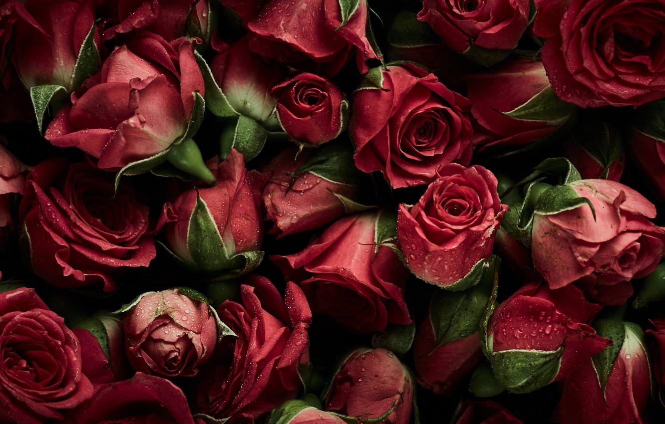 Roses Screen Savers Wallpapers